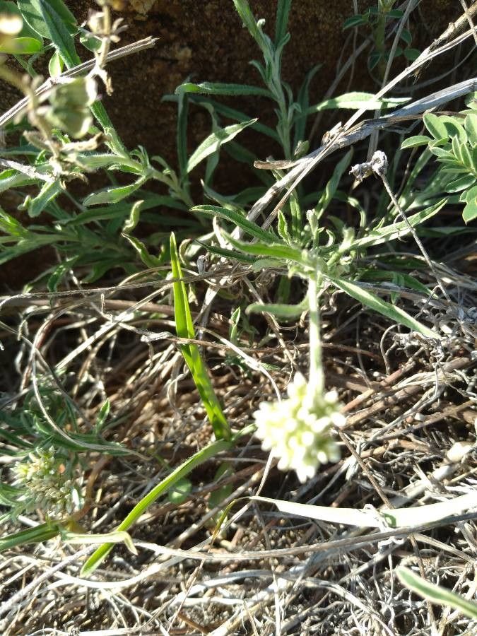 Helichrysum globosum flower
