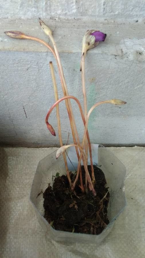 Aeginetia sinensis — related species from the same genus