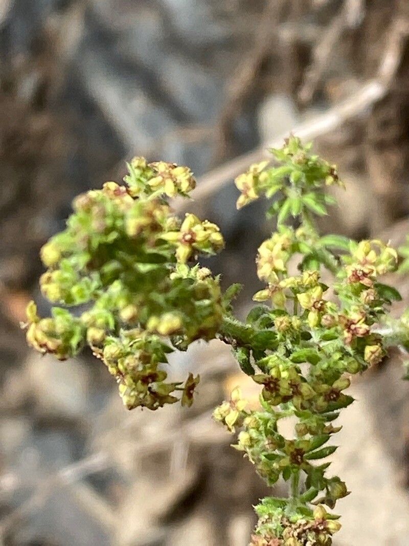 Galium maritimum flower