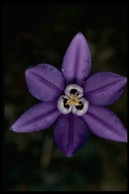 Brodiaea stellaris flower