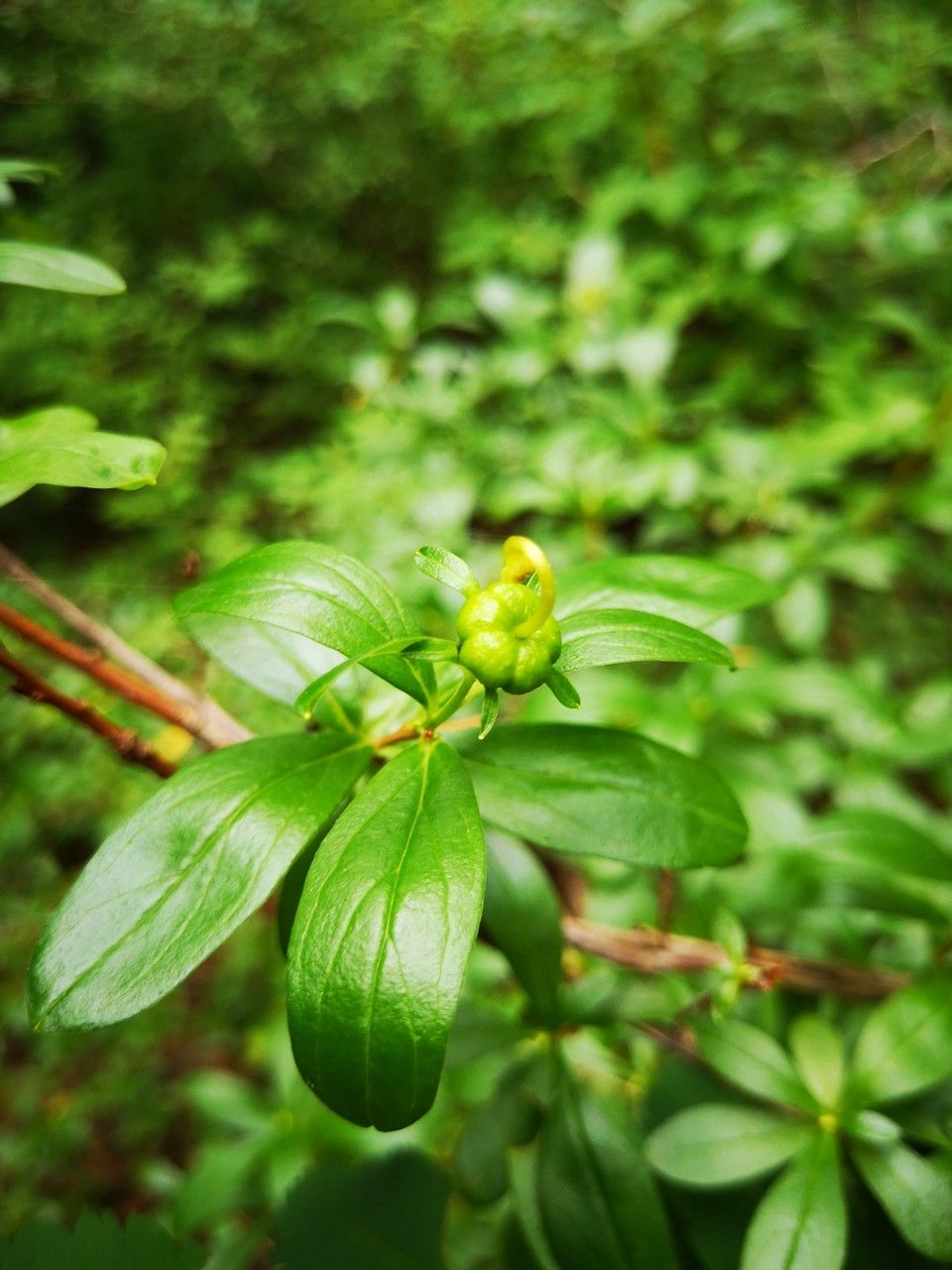 Paxistima myrsinites fruit