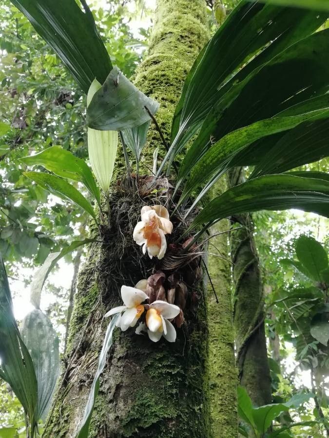 Stanhopea ecornuta flower