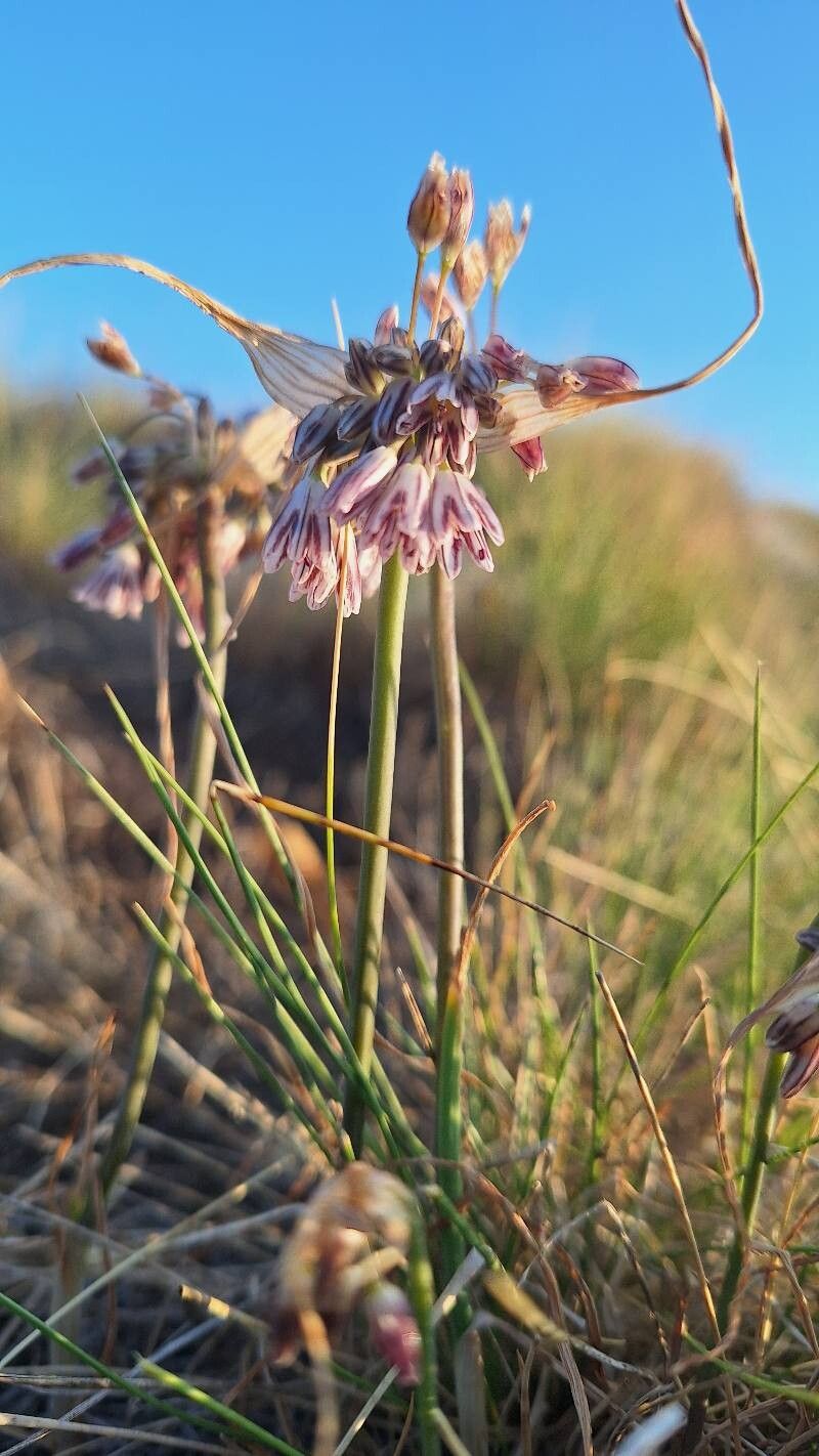 Allium parnassicum — houseplant care guide