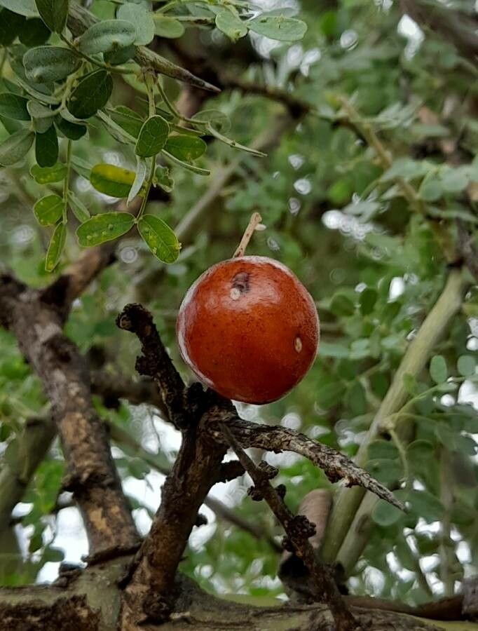 Geoffroea decorticans fruit