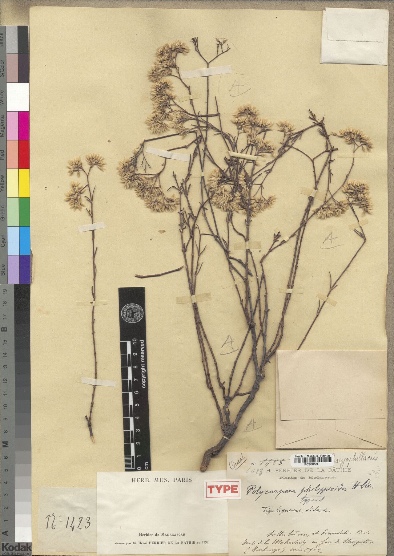 Polycarpaea philippioides — houseplant care guide