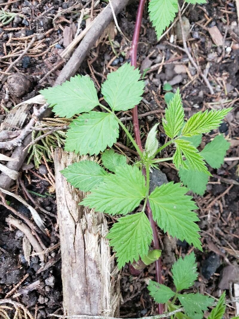 Rubus pubescens