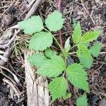 Rubus pubescens