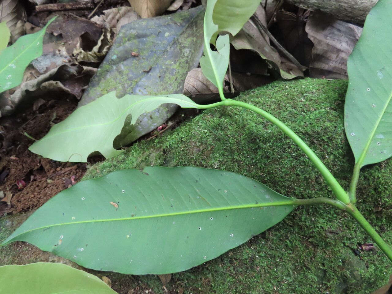 Garcinia intermedia leaf