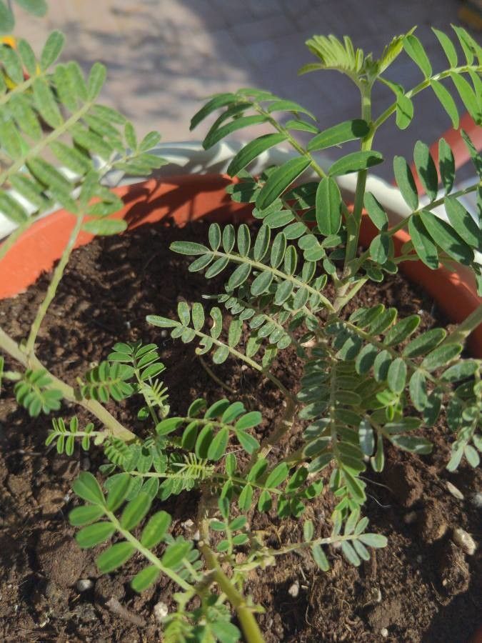 Clianthus puniceus leaf