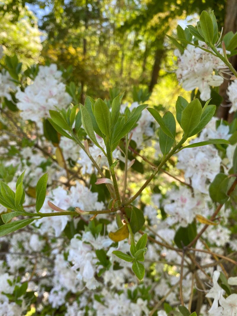 Rhododendron yunnanense — houseplant care guide