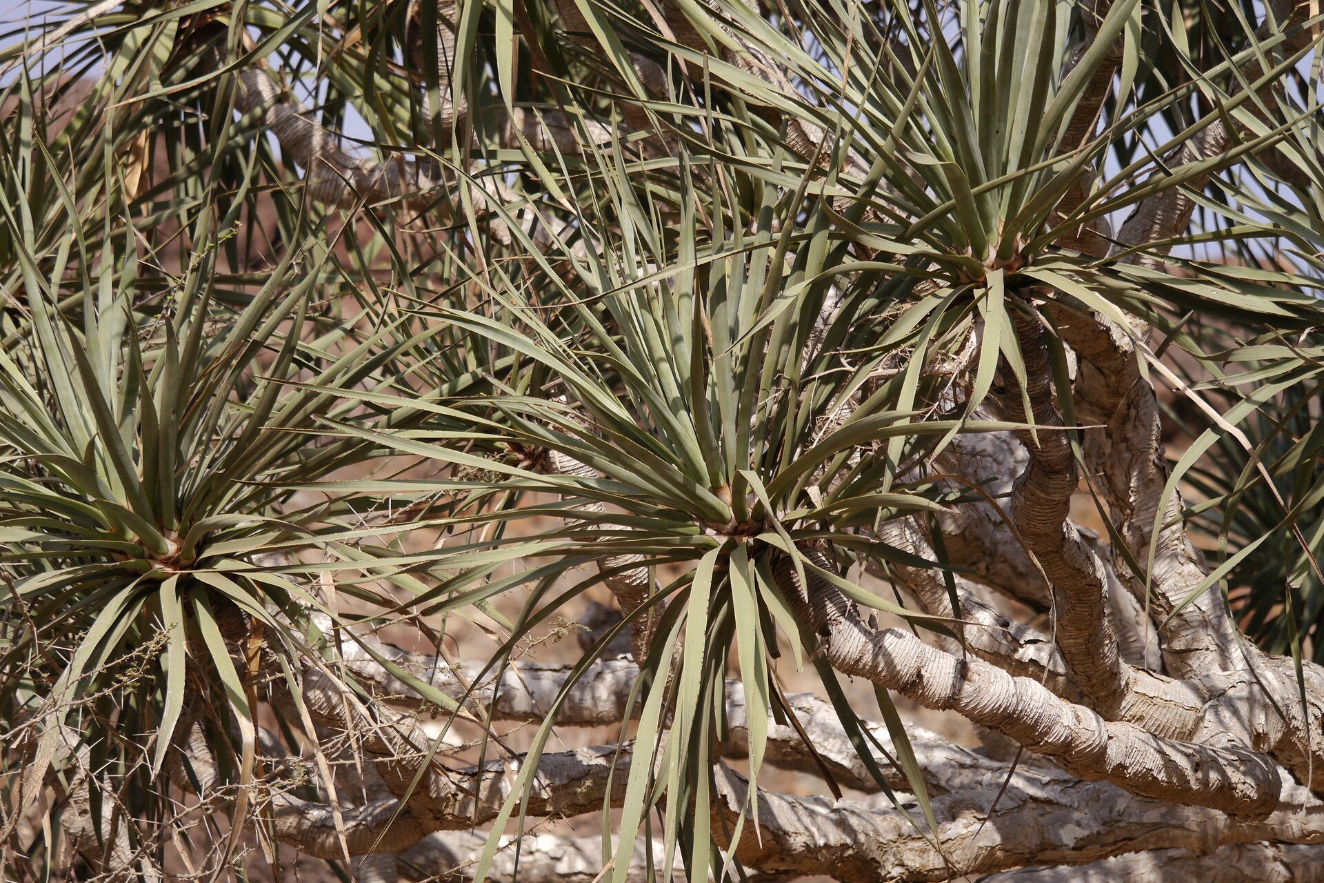 Dracaena ombet — search result for 'Dracaena'