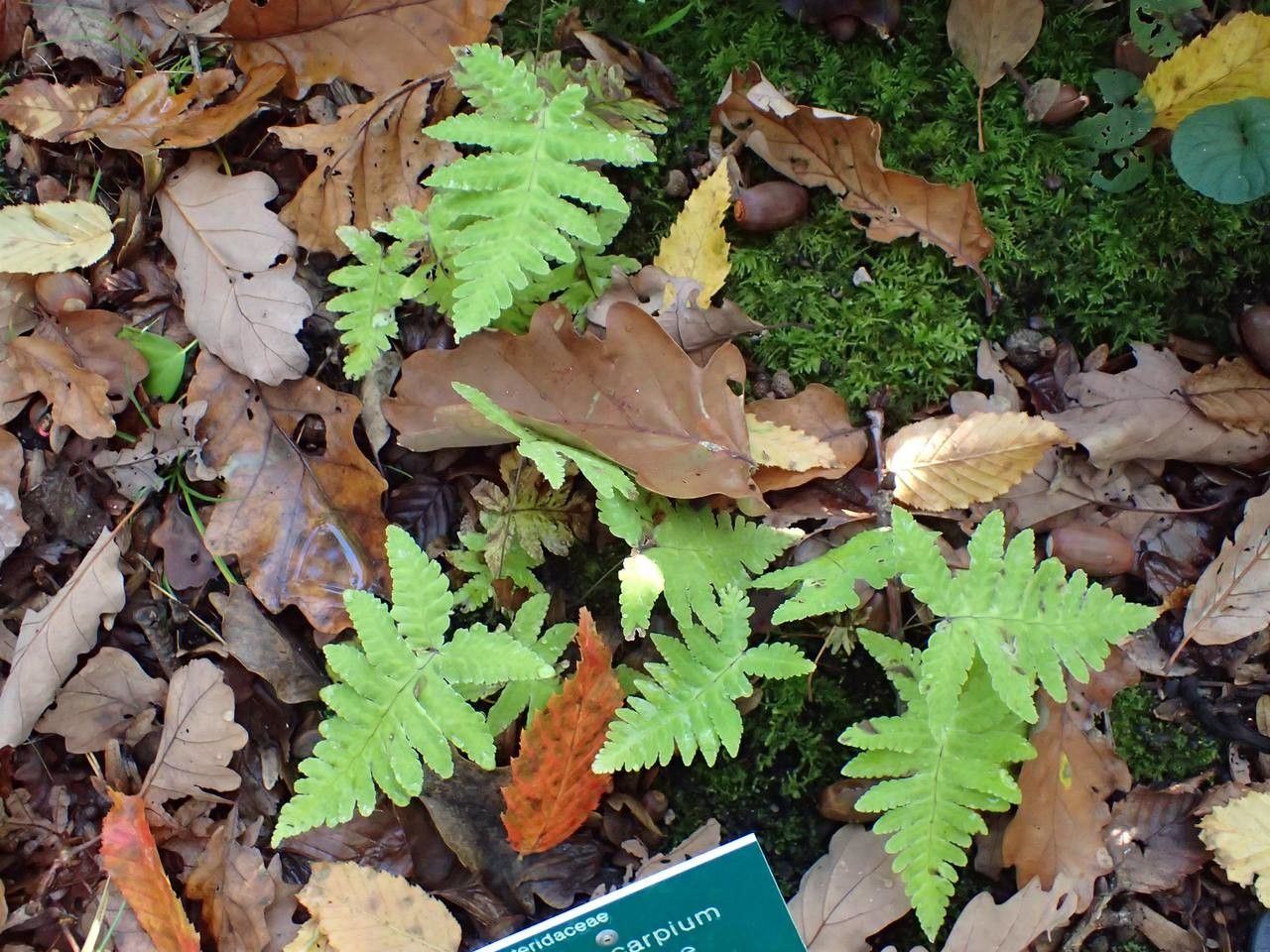 Gymnocarpium oyamense habit