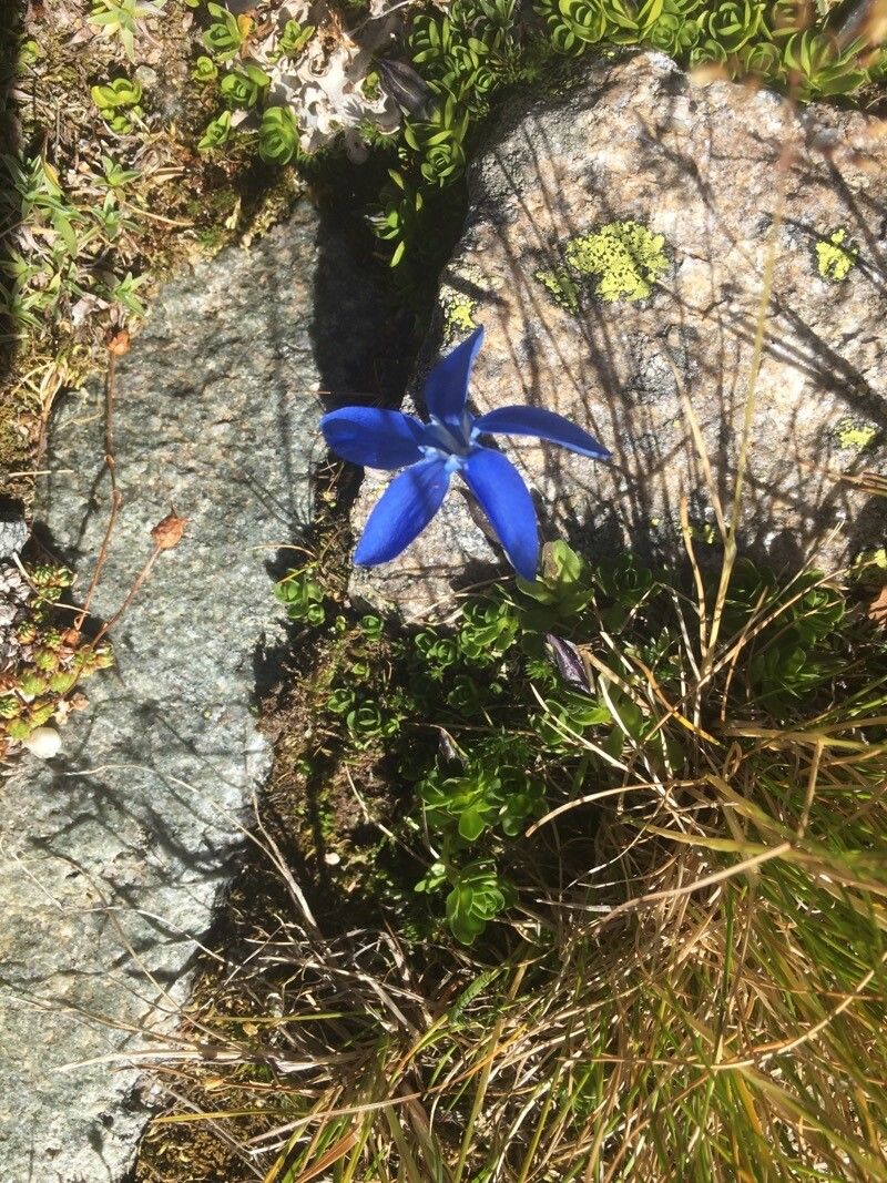 Gentiana orbicularis flower