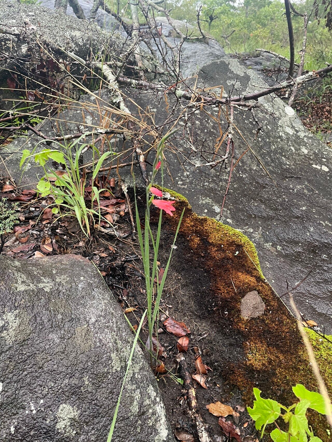 Gladiolus oligophlebius habit