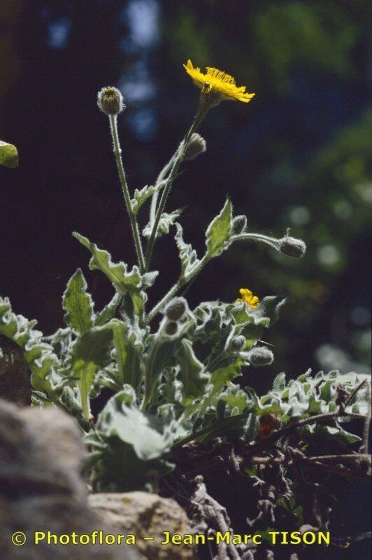 Hieracium kochianum habit