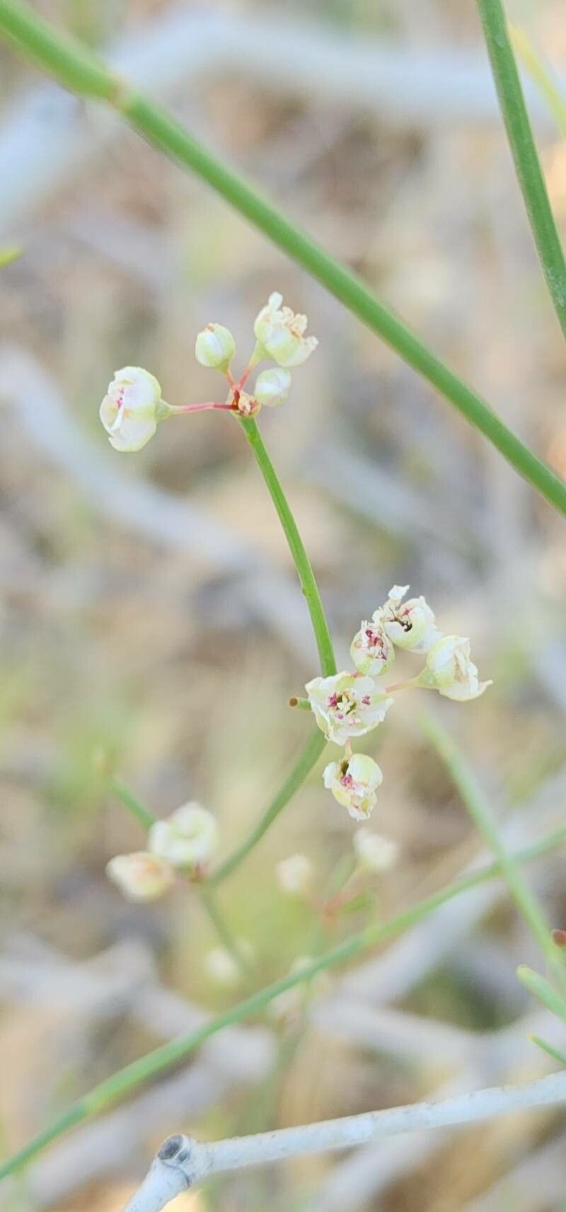 Calligonum polygonoides flower