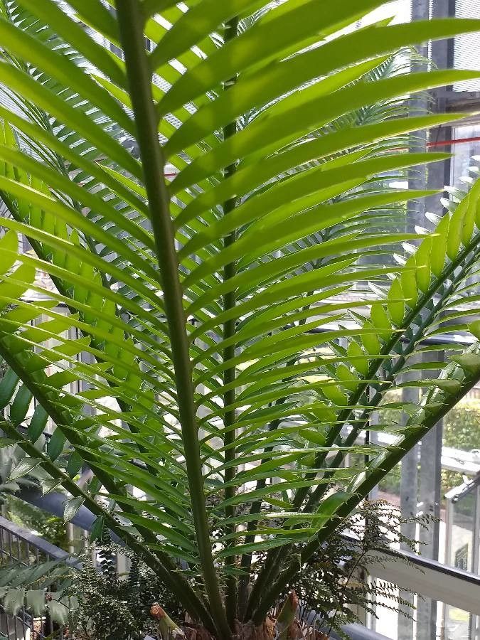 Encephalartos senticosus — search result for 'Eswatini'