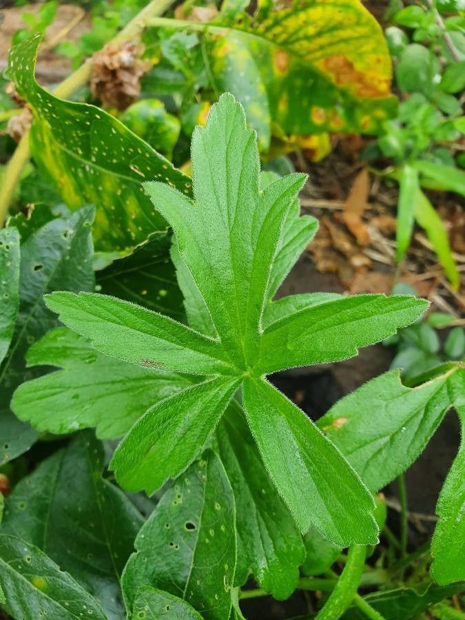 Pelargonium quinquelobatum leaf