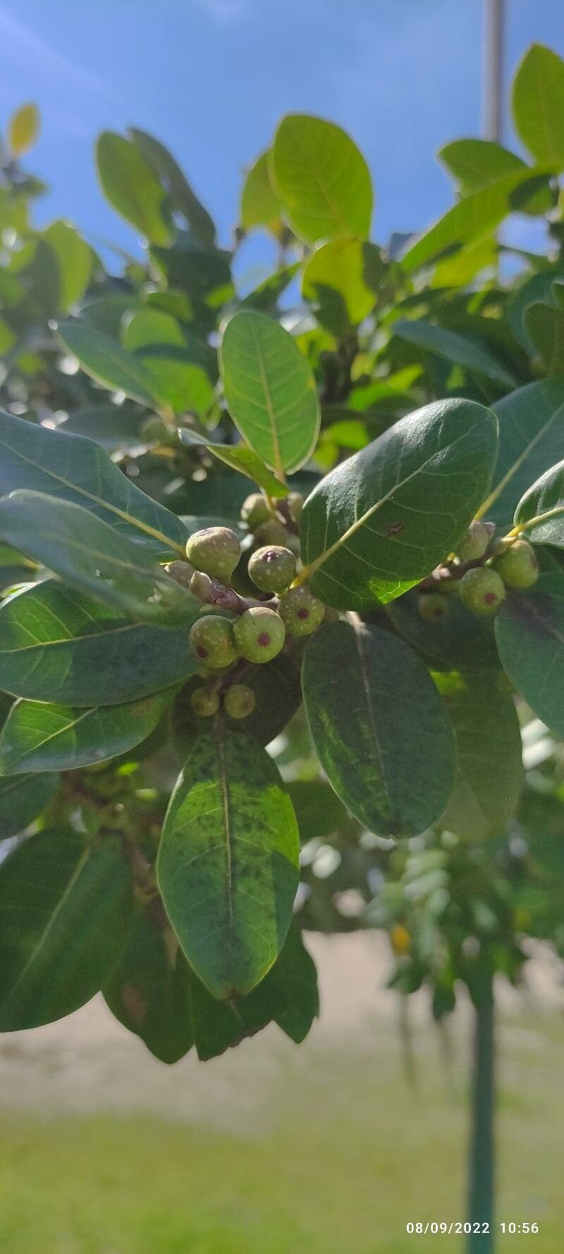 Ficus thonningii fruit