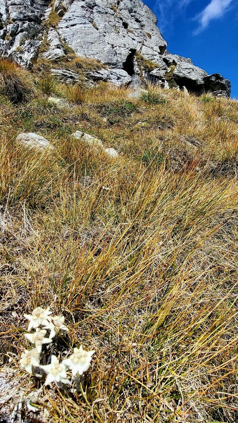 Carex myosuroides flower