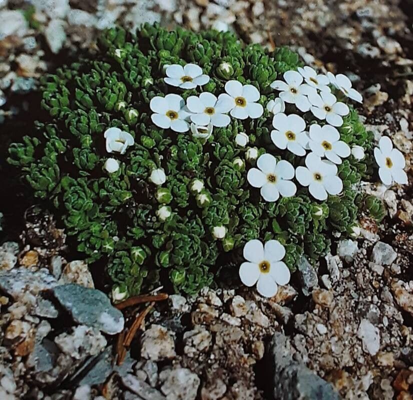 Androsace × heeri — houseplant care guide