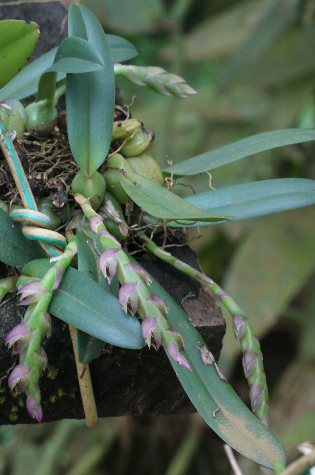 Bulbophyllum carnosisepalum habit