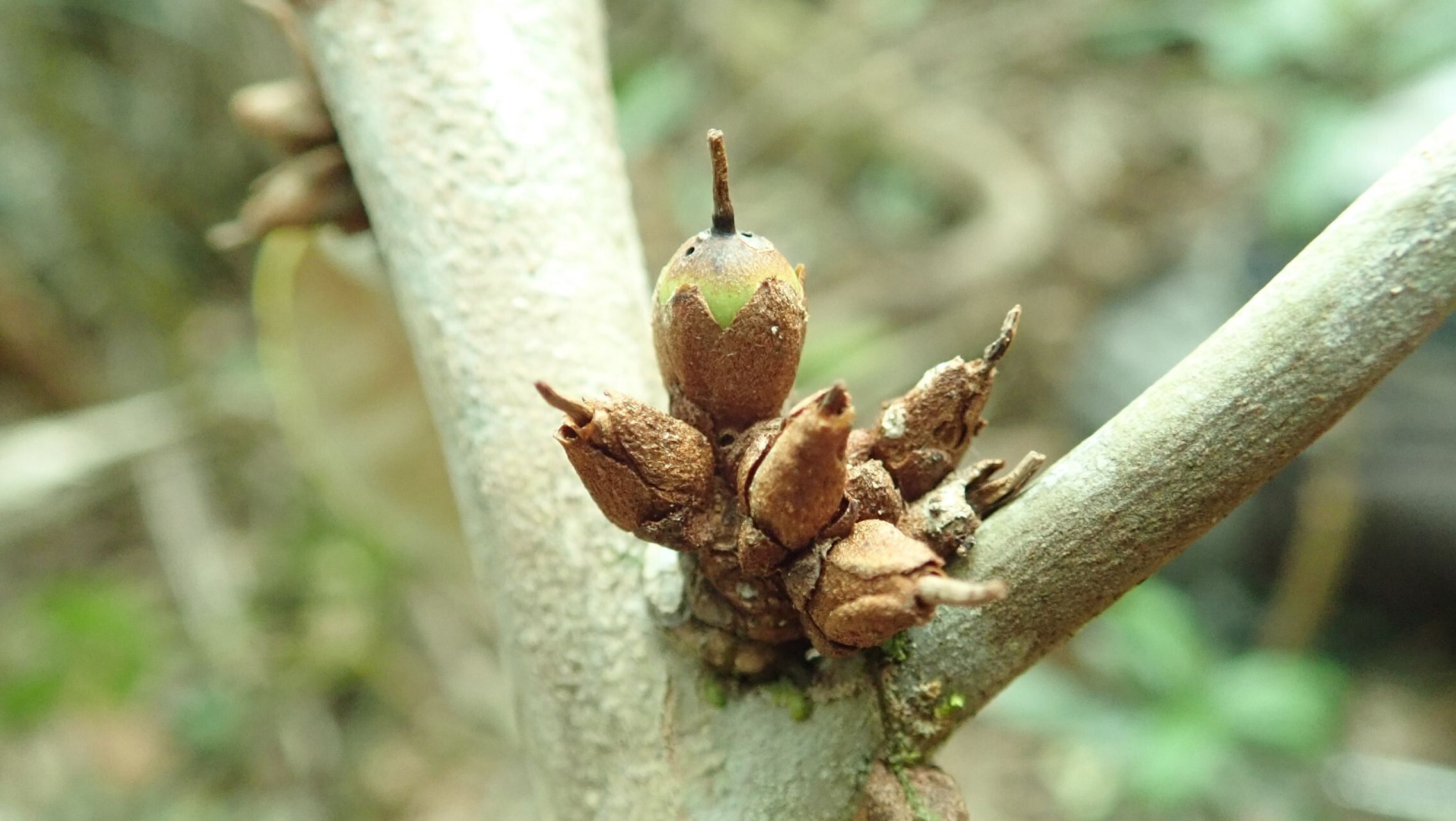 Pycnandra fastuosa fruit