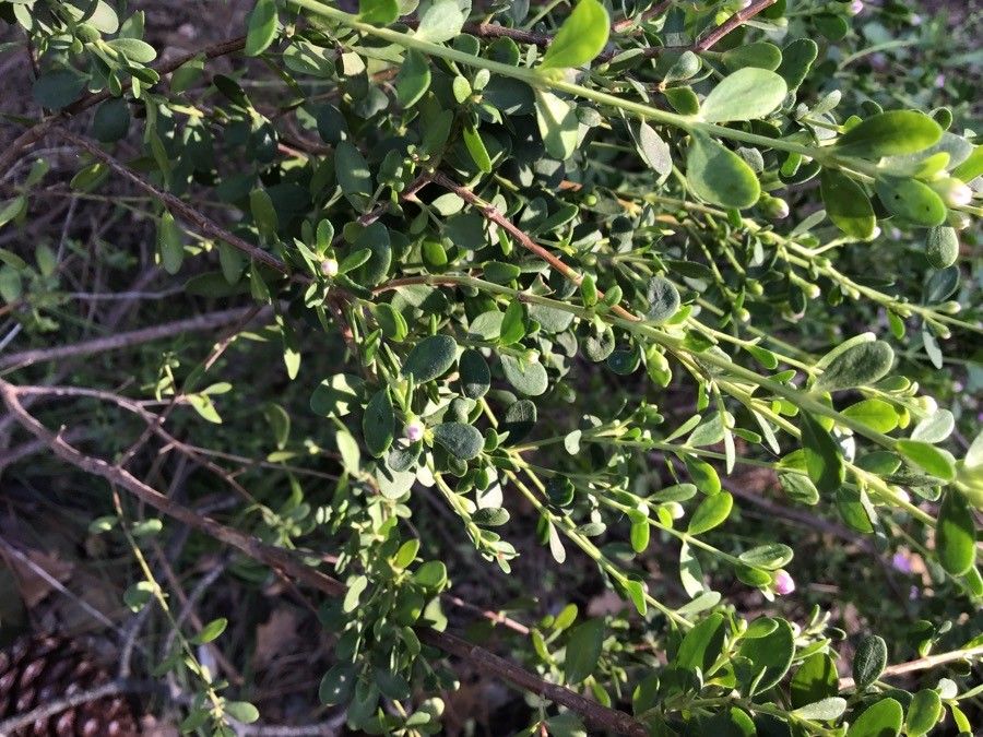 Boronia crenulata leaf