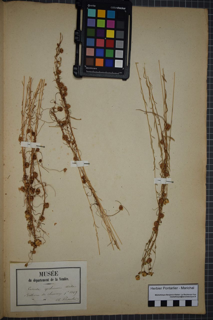 Cuscuta epilinum other