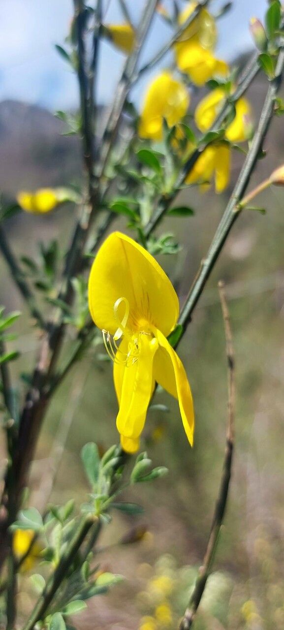 Genista hirsuta flower