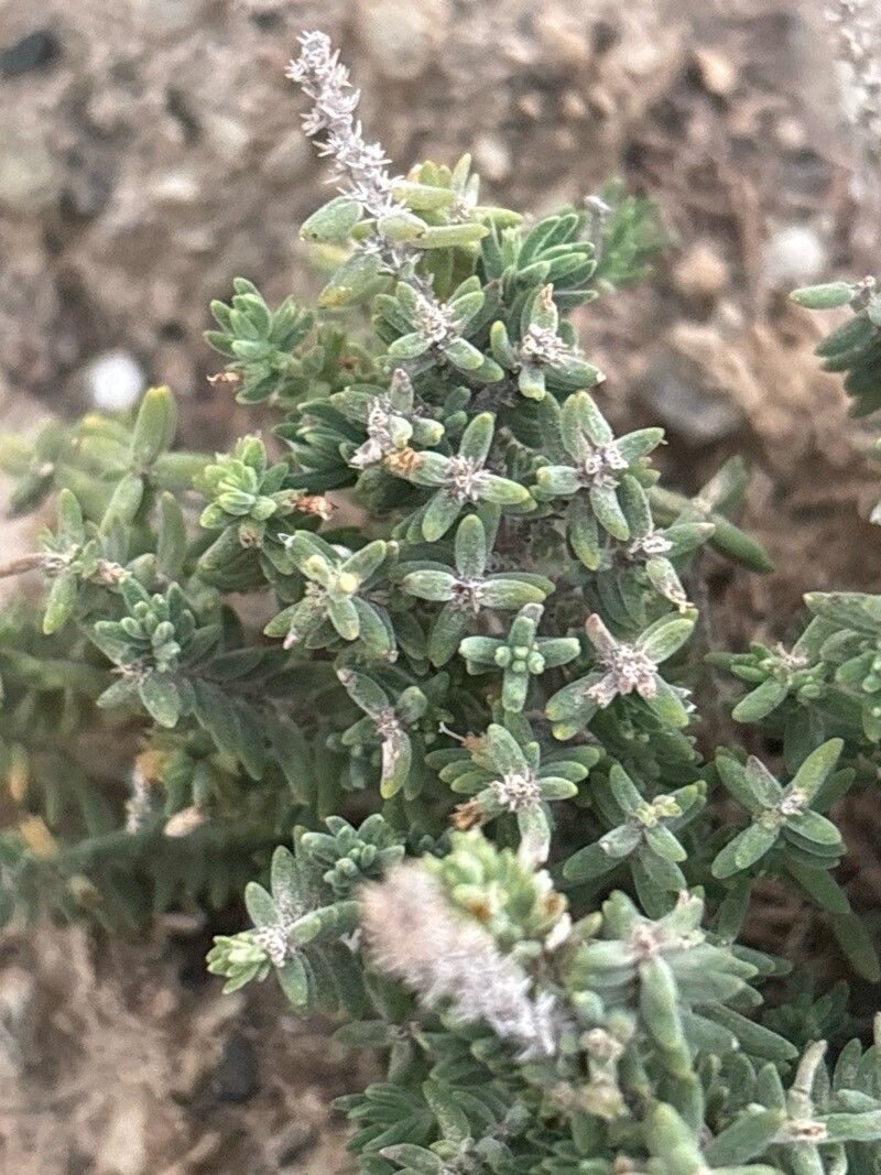 Micromeria ericifolia — houseplant care guide