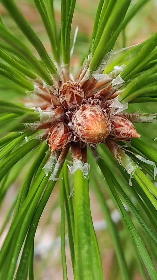 Pinus yunnanensis other
