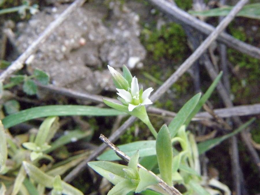 Moenchia erecta flower