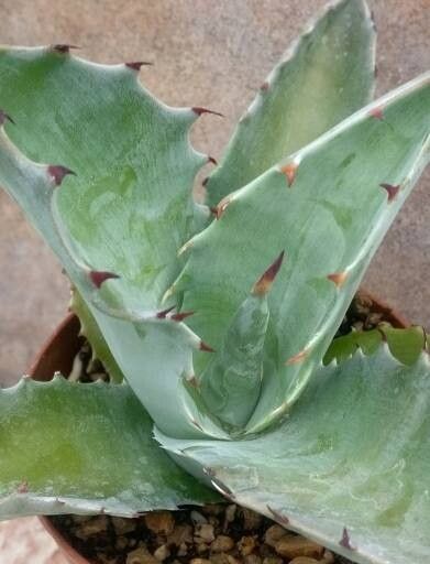 Agave sobria — houseplant care guide