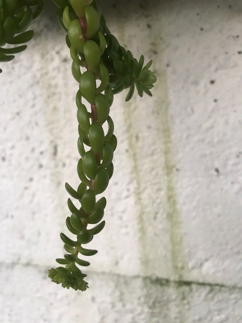 Sedum greggii — houseplant care guide