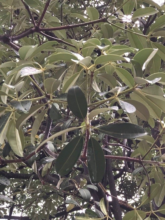 Alstonia angustiloba — related species from the same genus