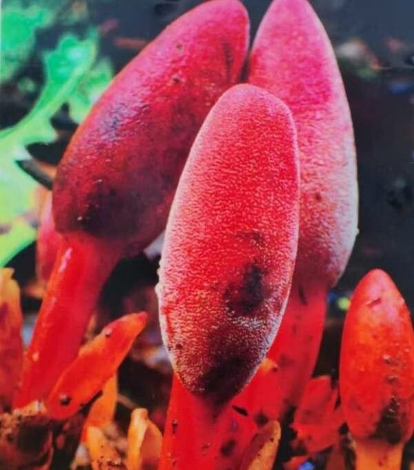 Balanophora laxiflora — houseplant care guide