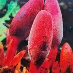 Balanophora laxiflora