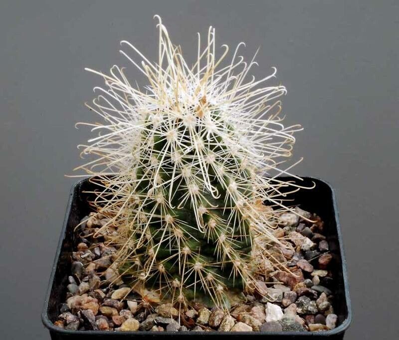 Sclerocactus polyancistrus habit