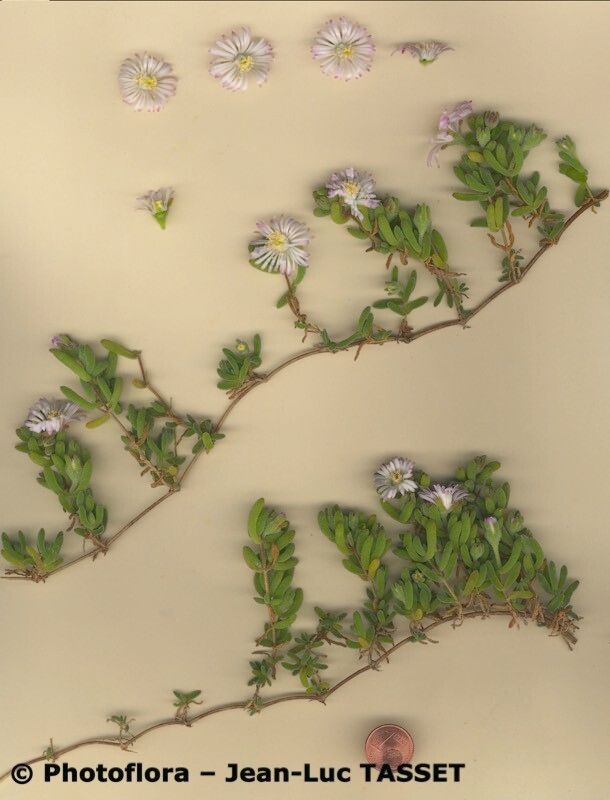 Drosanthemum candens other