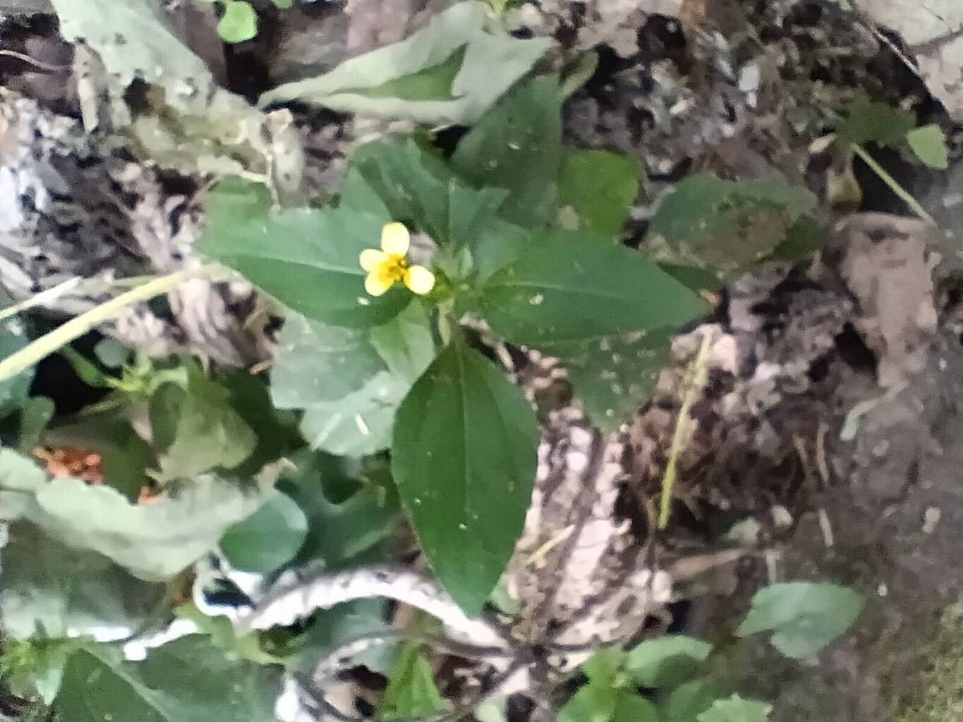 Calyptocarpus wendlandii — related species from the same genus