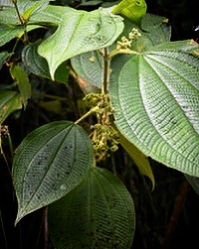 Miconia sciaphila flower