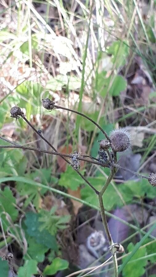 Hieracium maculatum fruit