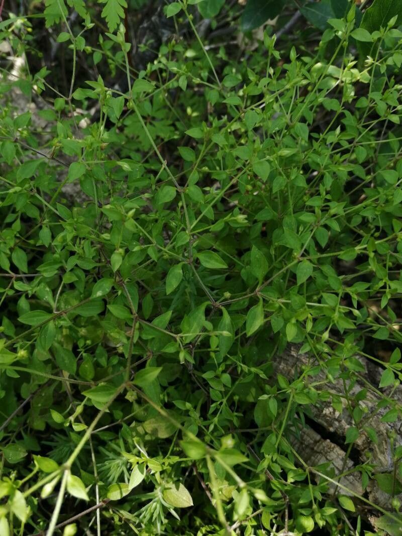 Moehringia pentandra — houseplant care guide