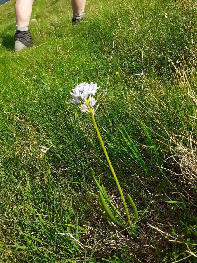 Tractema umbellata flower