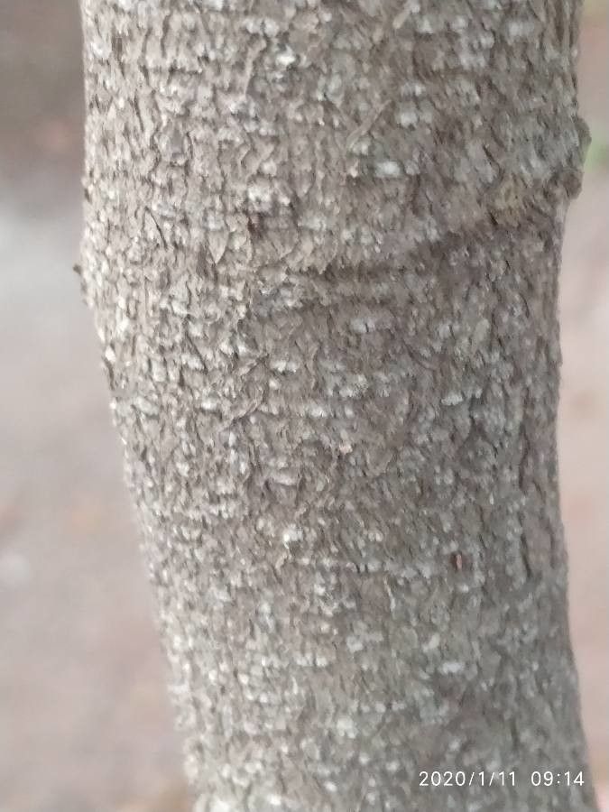 Putranjiva roxburghii bark