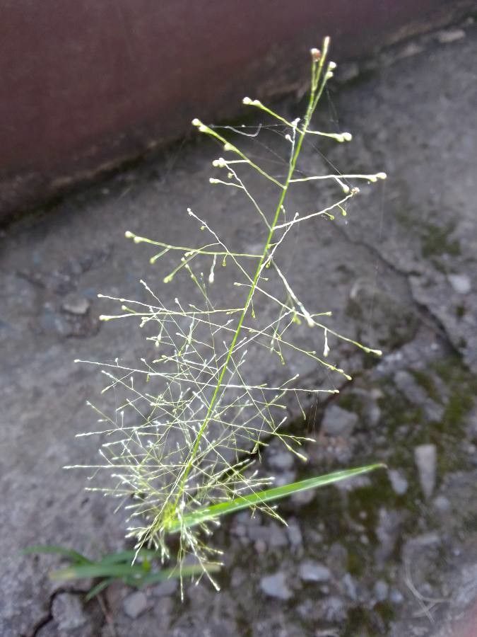 Panicum trichoides flower