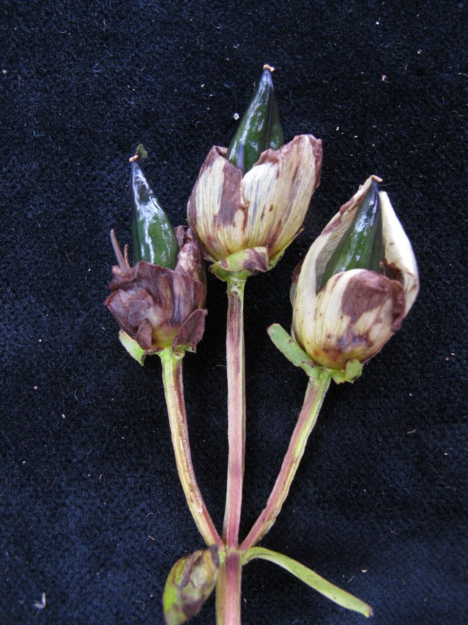 Swertia hookeri — houseplant care guide