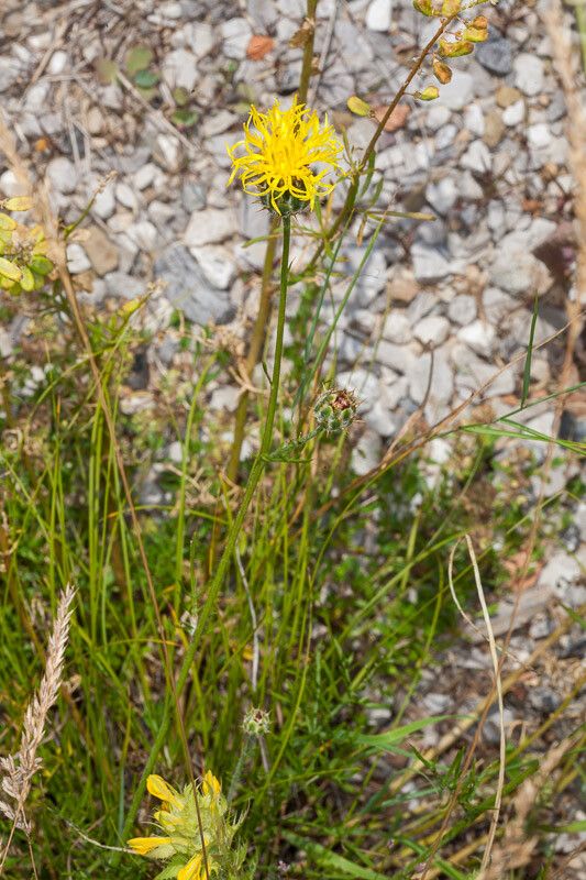 Centaurea rupestris habit