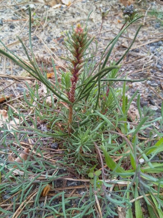 Polycnemum majus flower
